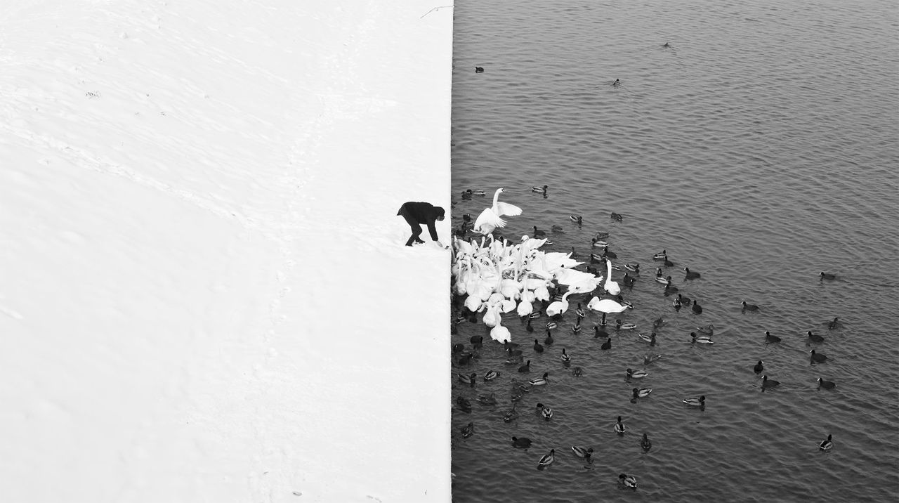 A man feeding swans and ducks from a snowy river bank